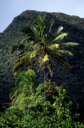 Coconut-palm;-Comoros-Archipelago;-Forest;-France;-Indian-Ocean;-Kaleidos;-Kaleidos-images;-La-parole-à-limage;-Landscape;-Laurent-Abad;-Mayotte;-Mountain;-Relief;-Stories-Pictures;-Vegetation